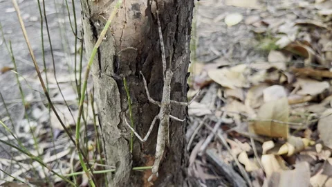 Stick Insect on Tree Bark Cape York Australia. Stock Footage 333404924