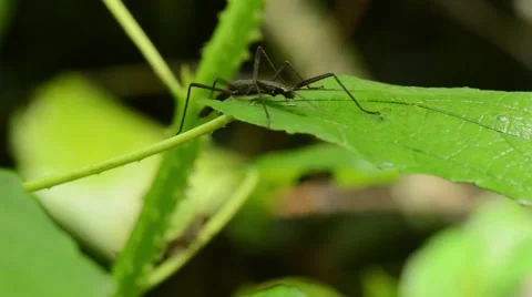 Stick-insect Trying To Hide Itself Really Well On Tropical Rainforest Leaf Stock Footage 40453667