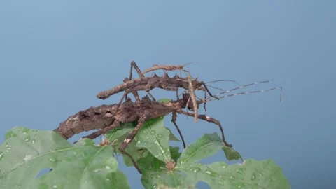 Stick insects of different ages on oak leaves Видео 269309609