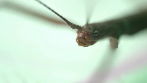 Stick insects head bathed in lighting of various intensity Stock Footage 117350643