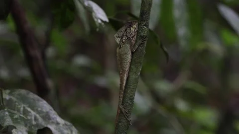 Stick-like lizard hang on small tree in rainforest undergrowth close up Video stock 158808543