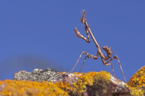 Stick mantis (Empusa Pennata) on a rock with moss and blue sky in Malaga. Spa Stock Photos