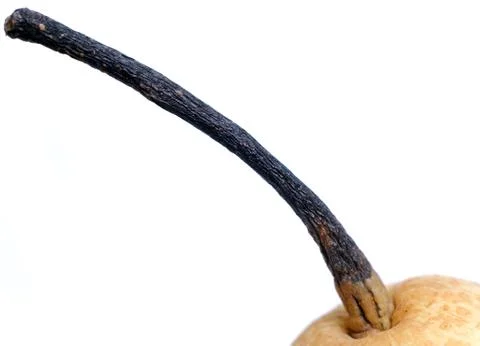 Stick pear Stock Photos
