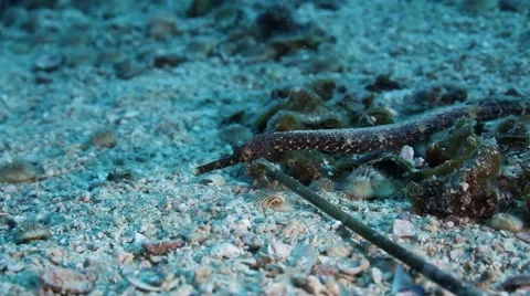 Stick pipefish in the muck Stock Footage 58295694