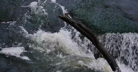 Stick in River (Slow Mo - 96fps) Stock Footage 58300490