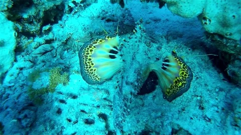 Stick sting Fish Underwater, Eilat Stock Footage 142622956