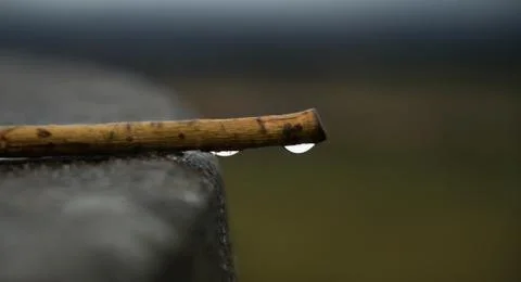 Stick on stone dripping Stock Photos