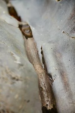 Stick stuck between two smooth gray rocks Stock-Fotos