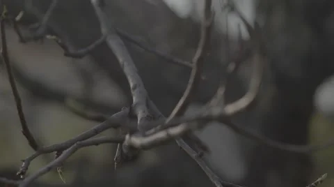 Stick, twig on tree in slow motion in 4K Stock Footage 54240849