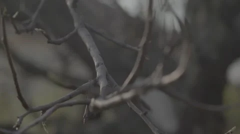 Stick, twig on tree in slow motion in 4K Stock Footage 54240895