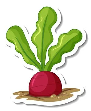 Sticker template with beetroot in underground isolated Stock Illustration