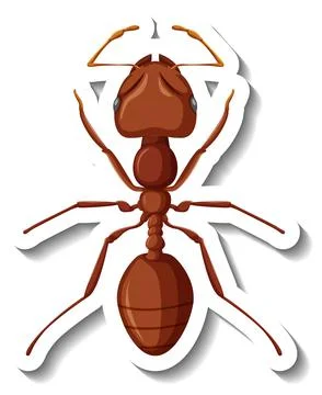 A sticker template with close up of red ant isolated 스톡 일러스트