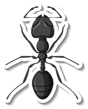 A sticker template with close up of red ant isolated Stock Illustration