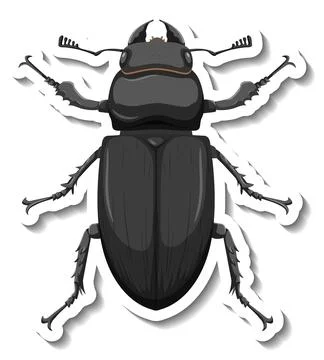 A sticker template with top view of a beetle isolated Stock Illustration