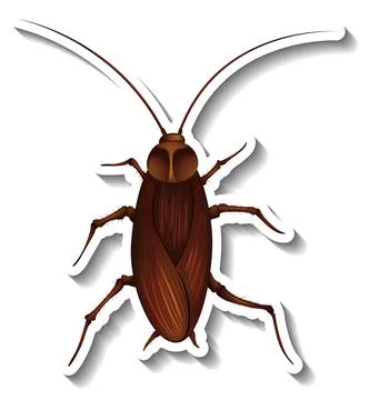 A sticker template with top view of a cockroach isolated 스톡 일러스트
