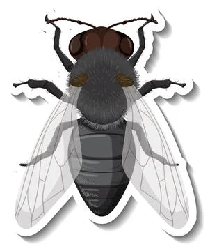 A sticker template with top view of fly isolated Illustrazione stock