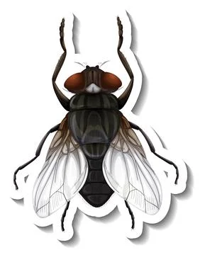 A sticker template with top view of fly isolated Stock Illustration