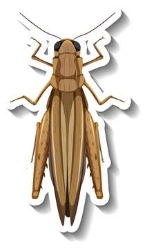 A sticker template with top view of a grasshopper isolated Stock Illustration