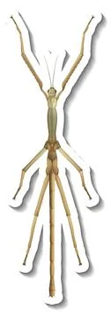 A sticker template with top view of a pond skater insect isolated 스톡 일러스트