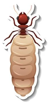 A sticker template with top view of primary queen termite isolated Stock Illustration