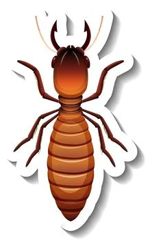 A sticker template with top view of primary king termite isolated Stock Illustration