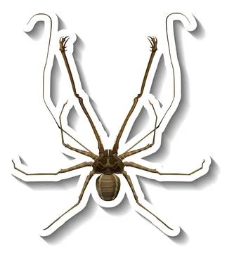 A sticker template with top view of a spider isolated Stock Illustration