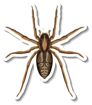 A sticker template with top view of a spider isolated Stock Illustration