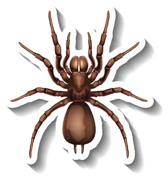 A sticker template with top view of a spider isolated 스톡 일러스트