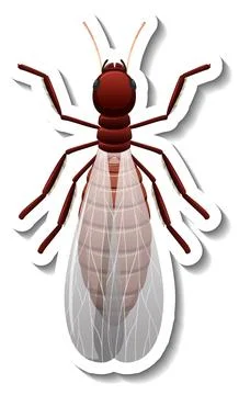 A sticker template with top view of winged reproductive termite isolated 스톡 일러스트