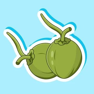 Sticker of Two green coconuts with stems vector Illustration Cartoon Design Stock Illustration