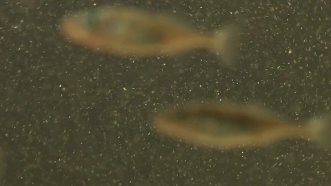 Stickleback Fish Stock Footage 79291942