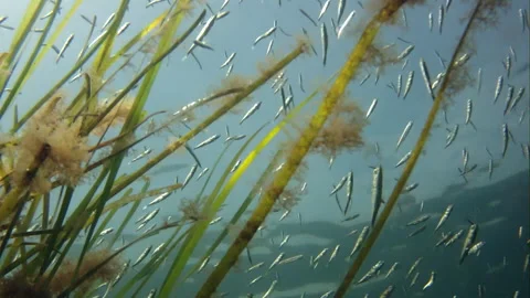 Sticklebacks, underwater recording Video stock 263806172