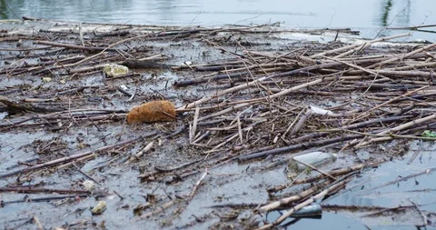 Sticks And Garbage Floating On Lake Stock Footage 106617688