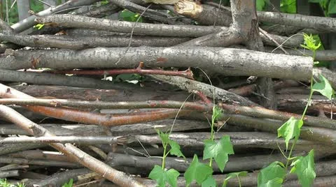 Sticks and twigs Stock Footage 11906636