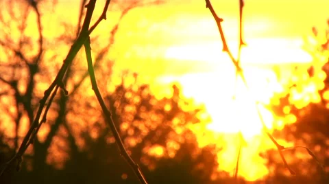Sticks blowing in the Sunset Stock Footage 44436758