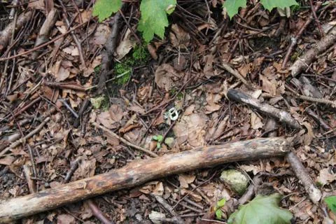 Sticks on the ground in a forest Stock Photos