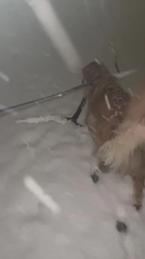 Sticks Hate to See Millie Coming, New Jersey, USA - 27 Feb 2026 Stock Footage 329791931