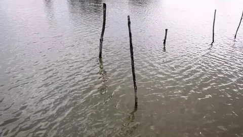 Sticks in the river Stock-Footage 76430521