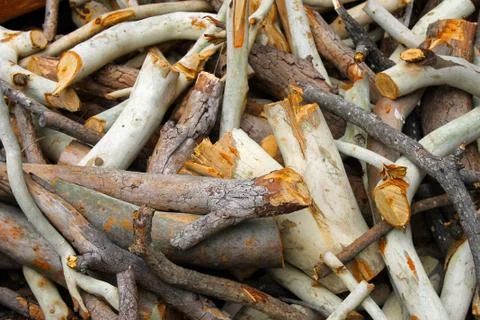 Stick/Wood Фото