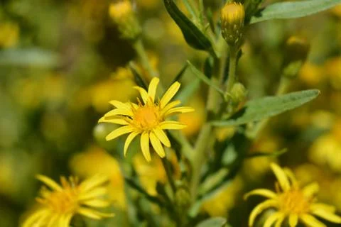 Sticky aster Stock Photos