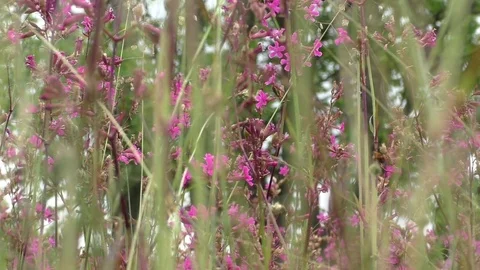Sticky catchfly on the field Video stock 77490599