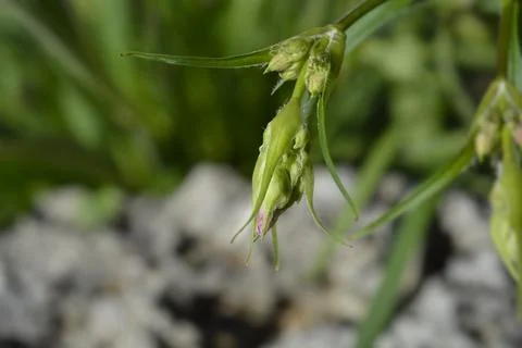 Sticky catchfly Stock Photos