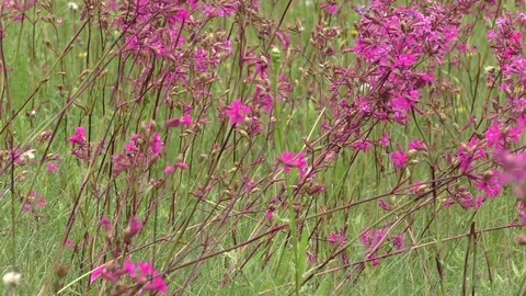Sticky catchfly pink flower Stock Footage 77490832