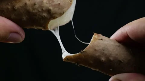 Sticky fibrous strands stretch between broken pieces of Chinese yam Stock Footage 341835702