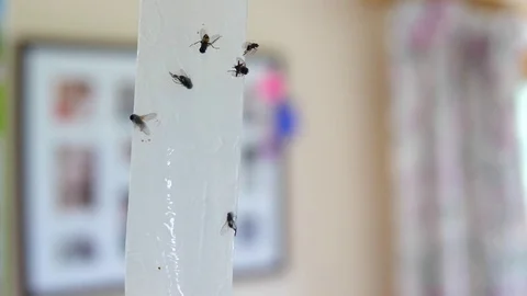 Sticky fly trap with dead flies Stock Footage