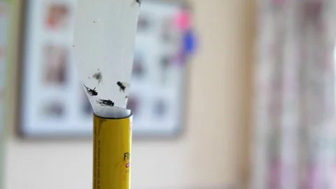 Sticky fly trap with dead flies Stock Footage 78383341
