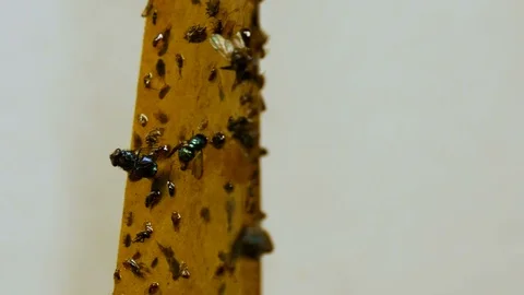 Sticky Fly Trap Macro Stock Footage 85490423