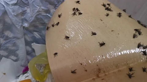 Sticky fly trap paper Stock Footage 207668913