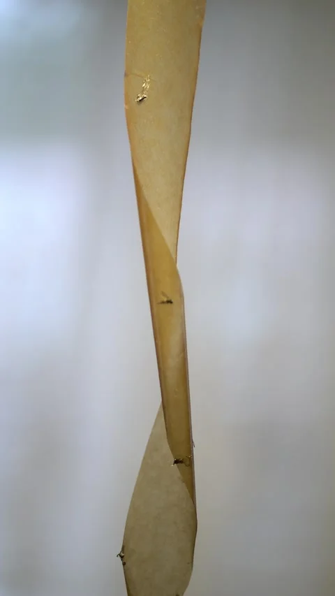 Sticky flypaper trap capturing flies and other insects on adhesive strip 스톡 동영상 342347384