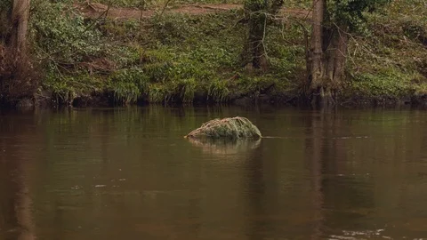 Sticky River Vídeo Stock 126998057